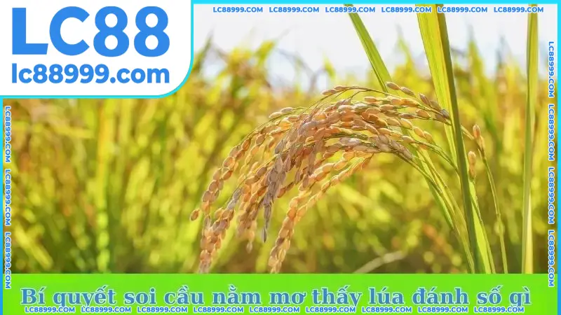 Bí quyết soi cầu để biết nằm mơ thấy lúa chín đánh số gì Bí quyết soi cầu để biết nằm mơ thấy lúa chín đánh số gì