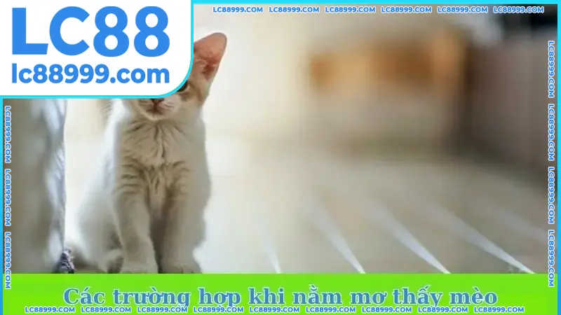 Các trường hợp khi nằm mơ thấy mèo Các trường hợp khi nằm mơ thấy mèo