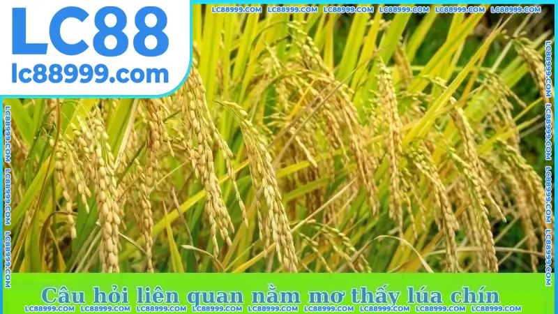 Câu hỏi liên quan nằm mơ thấy lúa chín đánh số gì Câu hỏi liên quan nằm mơ thấy lúa chín đánh số gì