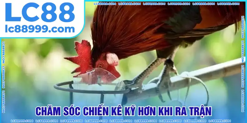 Chăm sóc trước khi chiến kê ra trận Chăm sóc trước khi chiến kê ra trận