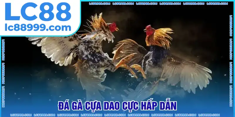 Đá gà cựa dao cực hấp dẫn Đá gà cựa dao cực hấp dẫn