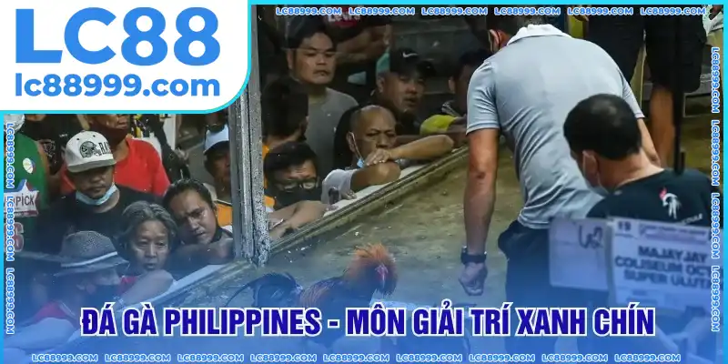 Đá gà Philippines – Môn giải trí xanh chính, kịch tính