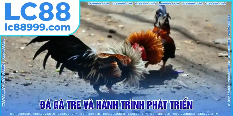 Đá gà tre và hành trình phát triển