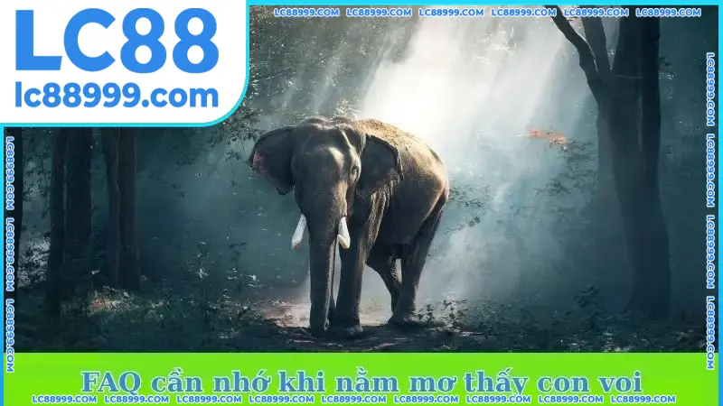 FAQ cần nhớ khi nằm mơ thấy con voi FAQ cần nhớ khi nằm mơ thấy con voi - LC88 giải đáp tất tần tật!