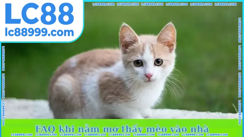 FAQ khi nằm mơ thấy mèo vào nhà FAQ khi nằm mơ thấy mèo vào nhà