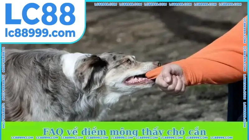 FAQ về điềm mộng thấy chó cắn FAQ về điềm mộng thấy chó cắn