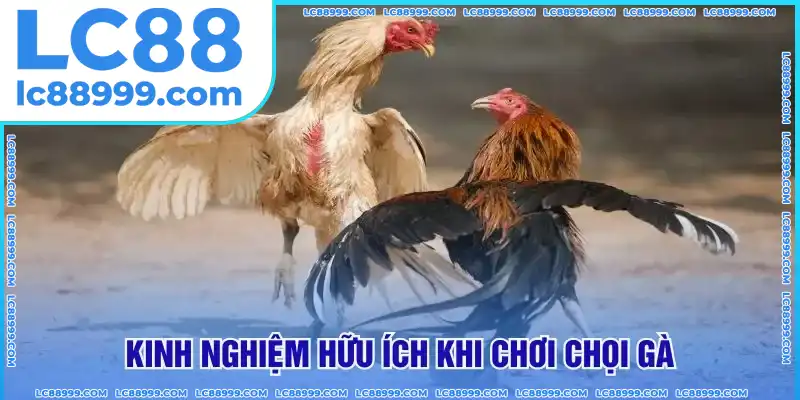 Kinh nghiệm hữu ích khi chơi chọi gà Kinh nghiệm hữu ích khi chơi chọi gà