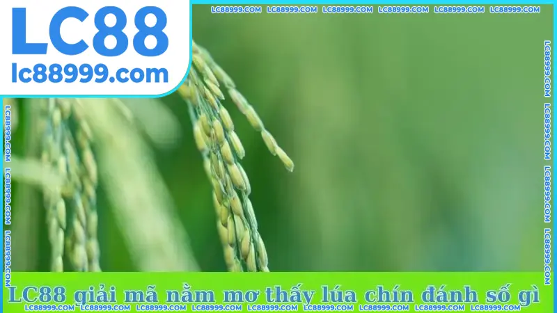 LC88 giải mã nằm mơ thấy lúa chín đánh số gì LC88 giải mã nằm mơ thấy lúa chín đánh số gì