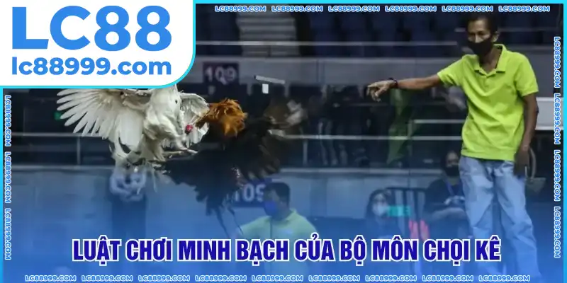 Luật chơi minh bạch của bộ môn chọi kê