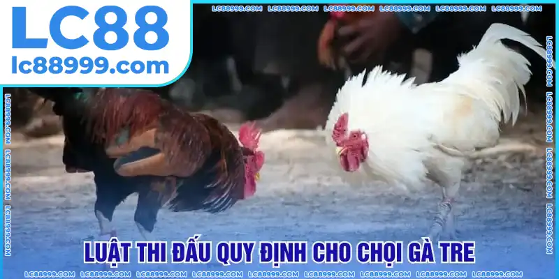 Luật thi đấu quy định cho chọi gà tre