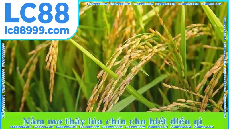 Nằm mơ thấy lúa chín cho biết điều gì Nằm mơ thấy lúa chín cho biết điều gì