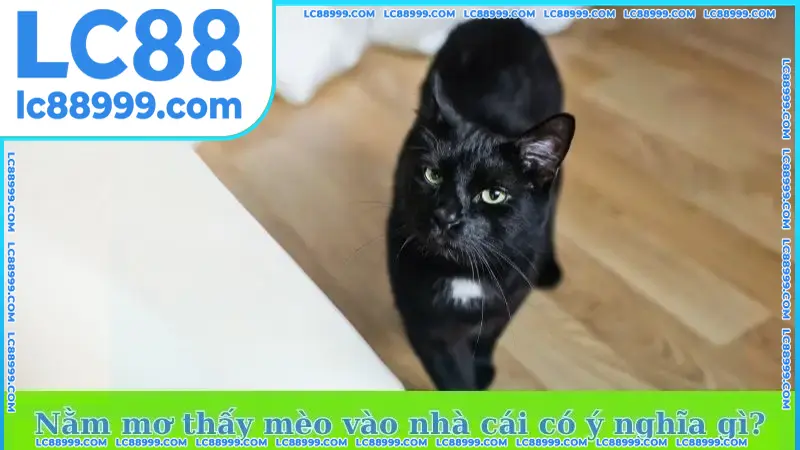 Nằm mơ thấy mèo vào nhà cái có ý nghĩa gì? Nằm mơ thấy mèo vào nhà cái có ý nghĩa gì?