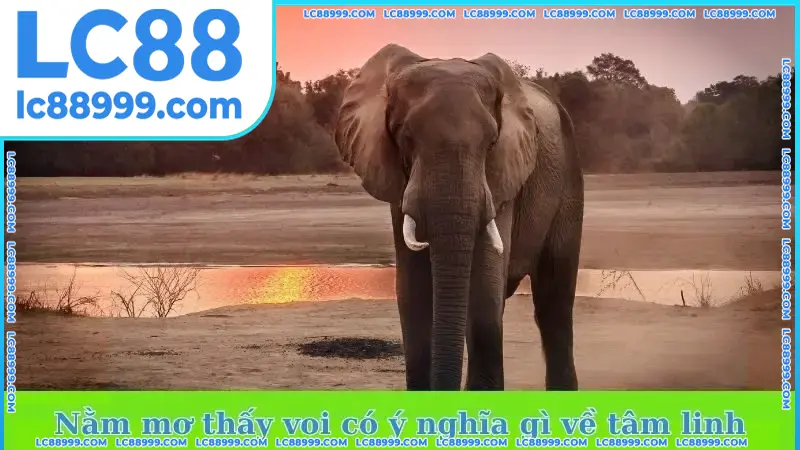 Nằm mơ thấy voi có ý nghĩa gì về tâm linh Nằm mơ thấy voi có ý nghĩa gì về tâm linh? Cùng LC88 tìm hiểu!