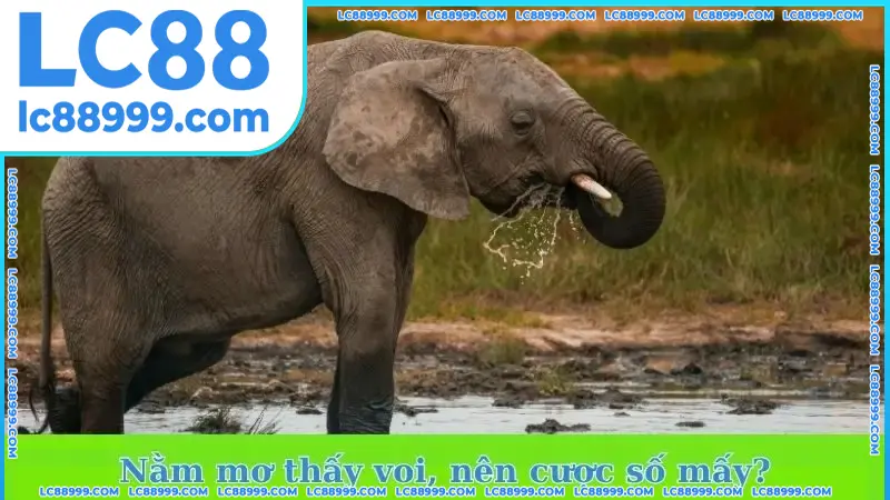 Nằm mơ thấy voi, nên cược số mấy? Nằm mơ thấy voi, nên cược số mấy? Tham khảo ngay tại LC88!