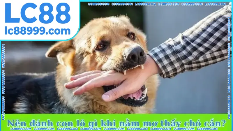 Nên đánh con lô gì khi nằm mơ thấy chó cắn? Nên đánh con lô gì khi nằm mơ thấy chó cắn?