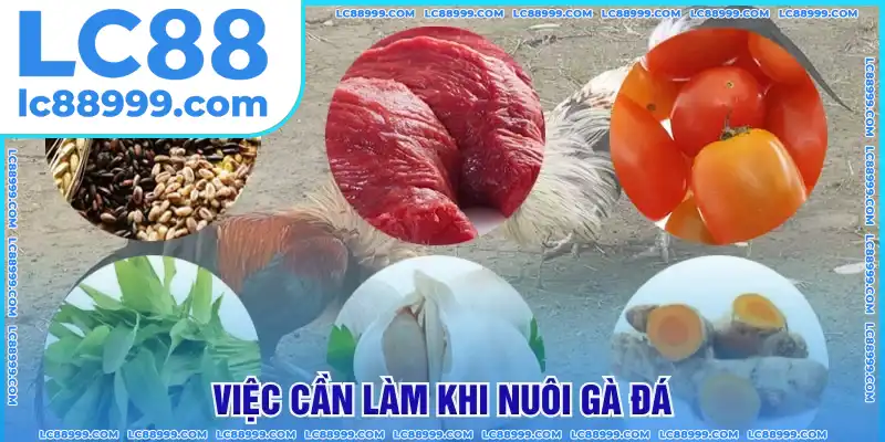 Những việc cần làm khi nuôi gà Những việc cần làm khi nuôi gà