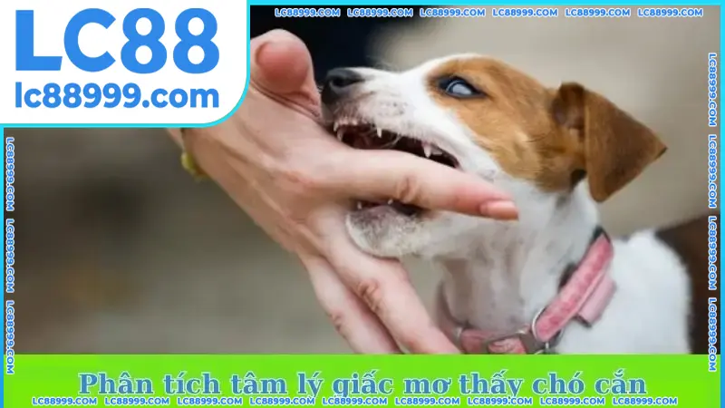 Phân tích tâm lý giấc mơ thấy chó cắn Phân tích tâm lý giấc mơ thấy chó cắn