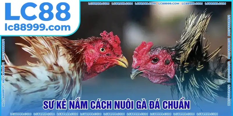 Sư kê cần biết cách nuôi gà đá chuẩn Sư kê cần biết cách nuôi gà đá chuẩn