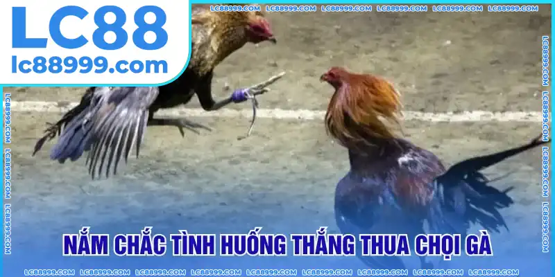 Tình huống thắng thua chọi gà Tình huống thắng thua chọi gà