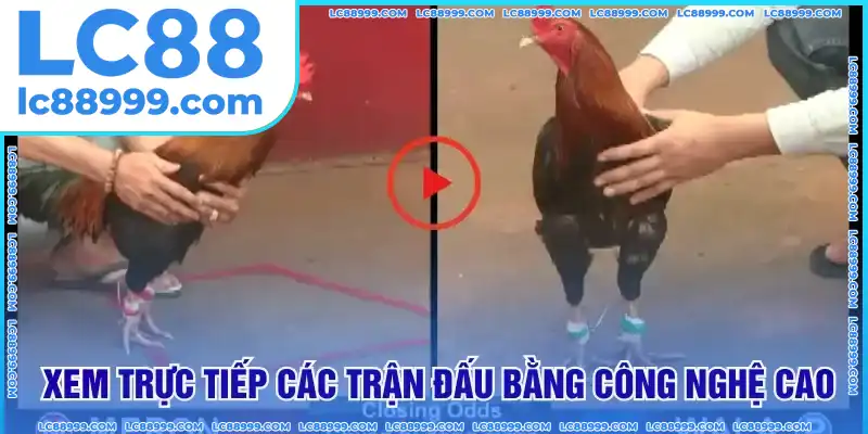 Xem trực tiếp các trận đấu bằng công nghệ cao